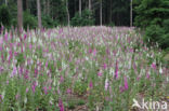 Gewoon vingerhoedskruid (Digitalis purpurea)