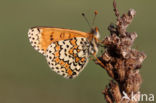 Veldparelmoervlinder (Melitaea cinxia)