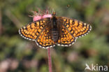 Veldparelmoervlinder (Melitaea cinxia)