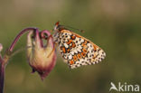 Veldparelmoervlinder (Melitaea cinxia)