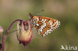 Veldparelmoervlinder (Melitaea cinxia)