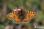 Glanville Fritellary (Melitaea cinxia)