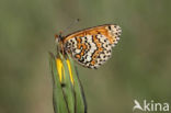 Veldparelmoervlinder (Melitaea cinxia)