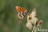 Veldparelmoervlinder (Melitaea cinxia)