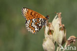 Glanville Fritellary (Melitaea cinxia)