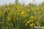 Verfbrem (Genista tinctoria)