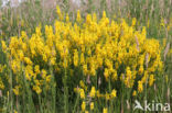 Verfbrem (Genista tinctoria)