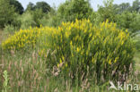 Verfbrem (Genista tinctoria)