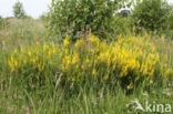 Verfbrem (Genista tinctoria)