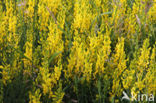 Verfbrem (Genista tinctoria)