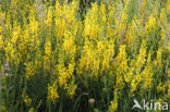 Verfbrem (Genista tinctoria)