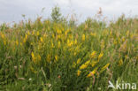 Verfbrem (Genista tinctoria)