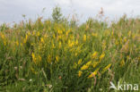 Verfbrem (Genista tinctoria)