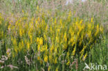 Verfbrem (Genista tinctoria)