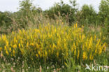 Verfbrem (Genista tinctoria)