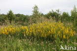 Verfbrem (Genista tinctoria)