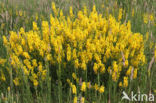 Verfbrem (Genista tinctoria)