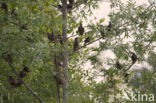 Spreeuw (Sturnus vulgaris)