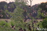 European Starling (Sturnus vulgaris)