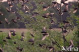 Spreeuw (Sturnus vulgaris)