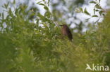 European Starling (Sturnus vulgaris)