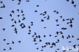 European Starling (Sturnus vulgaris)