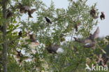 European Starling (Sturnus vulgaris)