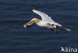 Northern Gannet (Morus bassanus)