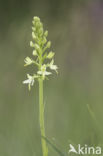 Lesser Butterfly-orchid (Platanthera bifolia)