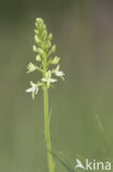 Lesser Butterfly-orchid (Platanthera bifolia)