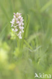 Vleeskleurige orchis (Dactylorhiza incarnata)