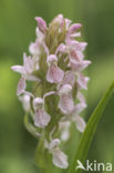 Vleeskleurige orchis (Dactylorhiza incarnata)