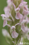 Vleeskleurige orchis (Dactylorhiza incarnata)