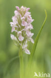 Vleeskleurige orchis (Dactylorhiza incarnata)