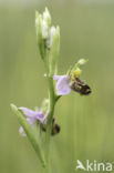 Bijenorchis (Ophrys apifera)