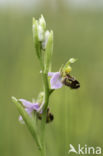 Bijenorchis (Ophrys apifera)