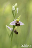 Bee Orchid (Ophrys apifera)