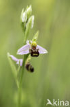 Bijenorchis (Ophrys apifera)