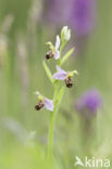 Bee Orchid (Ophrys apifera)