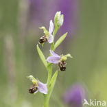 Bee Orchid (Ophrys apifera)