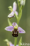 Bijenorchis (Ophrys apifera)