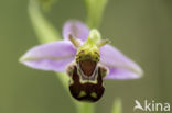 Bee Orchid (Ophrys apifera)