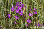 Large Venus s-looking-glass (Legousia speculum-veneris)