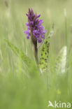 Marsh-orchid (Dactylorhiza purdalina)