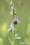 Bijenorchis (Ophrys apifera)