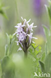 Vleeskleurige orchis (Dactylorhiza incarnata)