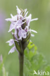 Vleeskleurige orchis (Dactylorhiza incarnata)