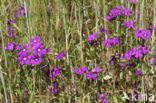 Groot spiegelklokje (Legousia speculum-veneris)