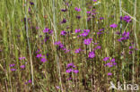 Large Venus s-looking-glass (Legousia speculum-veneris)