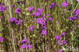 Groot spiegelklokje (Legousia speculum-veneris)